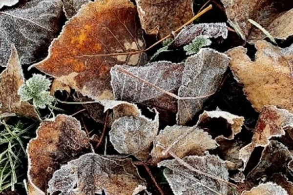 Leaves