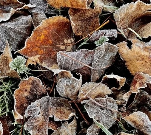 Leaves